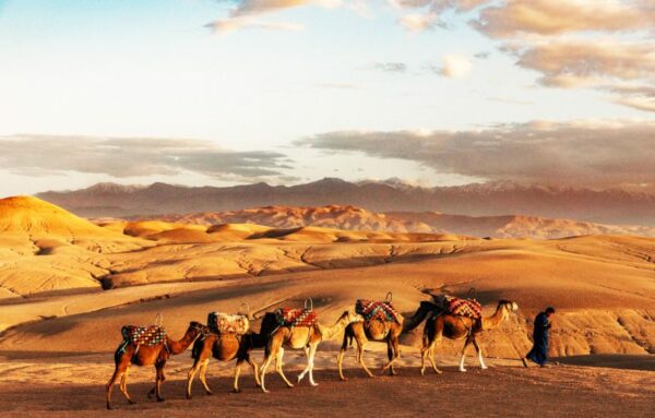 Camel ride in Agafay